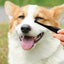 Dog Eye Comb Effective Tear Stain Comb Removes Tear Stains Eye-poop Comb Pet Eye Cleaning Brush Pet Clean Supplies Tool