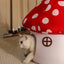Pet  Warm Bed Cave Nest Mushroom Shape Cat Winter Tent Warming Puppy House Cozy Kitten Sleeping Tent Cave Beds For Small Pets