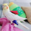 Parrot Diaper Cute Bird Physiological Diaper Cockatiel Pigeons Small Medium Large Pet Birds Flight Suit Clothes Nappy Washable