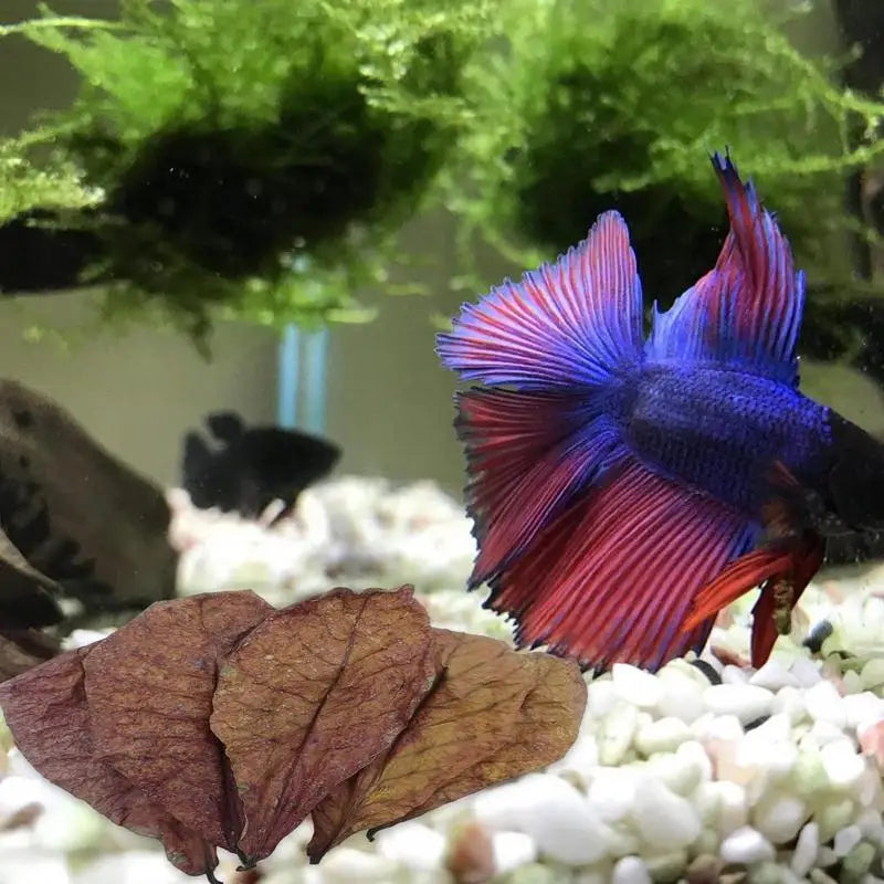 Terminalia Catappa Leaves Betta Shrimp Leaves PH Balance Water Conditioner for Aquarium Turtles Shrimps Habitat Accessory