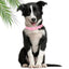 New Macaron Colored PVC Dog Collar Waterproof Dirt Resistant Easy To Clean Pet Collar Adjustable Neck Collar Pet Dog Collar Set