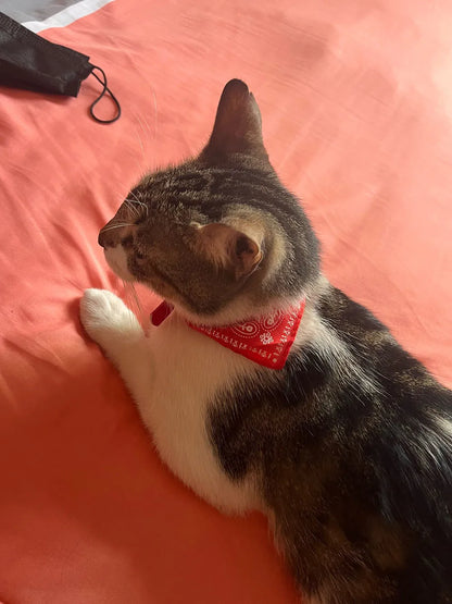 Small Dog Cat Bandana Collar Adjustable Puppy Dog Kitten Neckerchief PU Collar with Printed Triangular Scarf Pet Collar for Cat