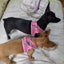 Pet dog Harness Leash Set for Small Dogs Adjustable Puppy Harness Vest French Bulldog Chihuahua dog harness and leash set  puppy