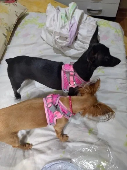 Pet dog Harness Leash Set for Small Dogs Adjustable Puppy Harness Vest French Bulldog Chihuahua dog harness and leash set  puppy
