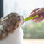 Cat Grass Chew Stick Molar Indoor Teeth Grinding Grass Chew Toy Natural Ingredients Grass Tooth Grinding Stick For Medium Cats