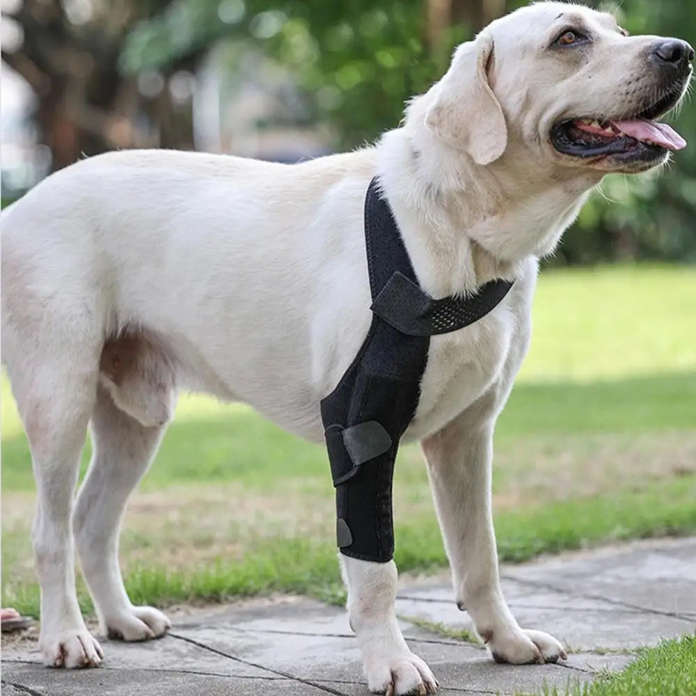 Dog Knee Brace Large Dog Rear Leg Support Breathable Back Leg Support With Metal Strip High Elasticity Leg Protector Senior Dogs