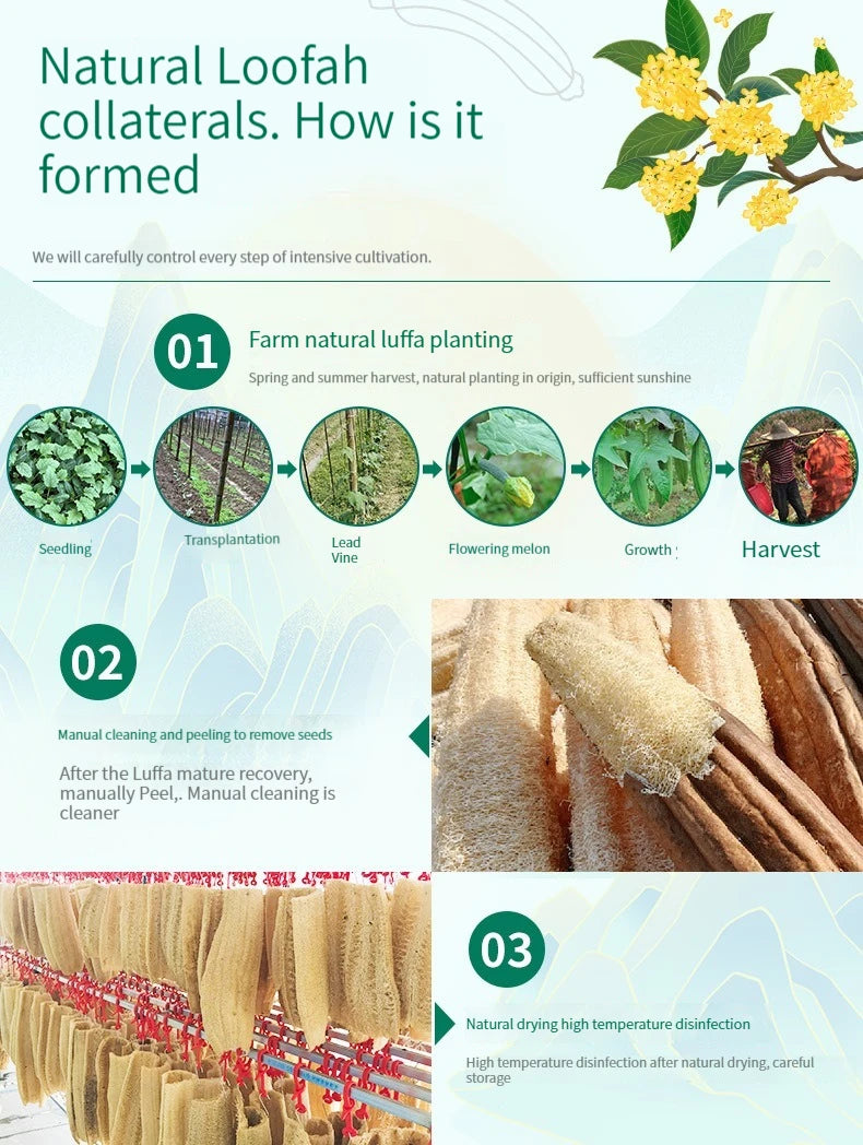 Natural Loofah Sponge Kitchen Sponge Wash Dish Eco-Friendly  Shower Luffa Body Scrubbers Loofa Biodegradable Sponge