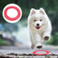 Floating Water Dog Toy Training Ring for Pets Interactive Puller Chew Resistant Perfect for Small Dogs Enhances Agility & Fun
