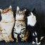 50cm Cute Lifelike 3D Cat Dog Plush Toys Stuffed Soft Animal Doll Simulation Sleep Pillow Sofa Cushion Home Decor Gift