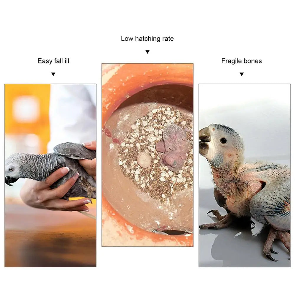 Natural Cuddle Bone Parrot Chew Toys Chewing Cuttlefish Bone Bird Cuttlebone Environmental Protective Toy
