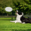 Foldable Silicone Dog Food Water Basin with Bowl Lips for Pets Outdoor Travel,Portable with Hooks for Pet Supplies, Feeding Bowl