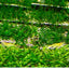5Pcs Stainless Steel Aquarium Plant Net Aquatic Moss Plants Landscaping Aquatic Fish Tank Decoration Accessories 8cmx8cm acuario