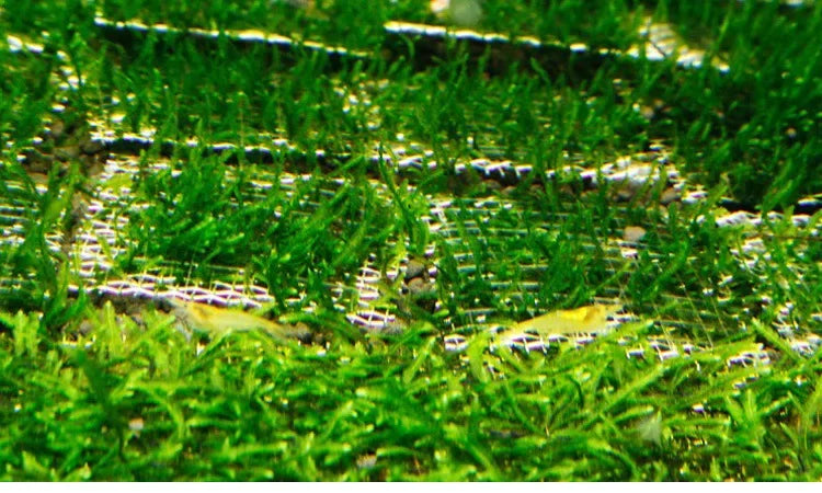 5Pcs Stainless Steel Aquarium Plant Net Aquatic Moss Plants Landscaping Aquatic Fish Tank Decoration Accessories 8cmx8cm acuario