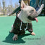 Dog Hoodie Dog Costume Pet Clothes Dog Clothes for Small Dogs Spring and Autumn Parent-child Wear Keep Warm Embroidery