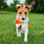 Plush Squeaky Dog Toys Interactive Chewing Squeaky Toy for Puppy Squeaky Dog Chew Toy Disc Shape Plush Dog Toys for Puppies