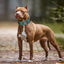 Cool Spiked Dog Collar For Medium Large Dogs Genuine Leather Pitbull Bulldog Adjustable Pet Accessories Collars Necklace
