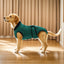 UXCELL Pet Recovery Suit Wound Protective Clothes for Dogs Cats After Weaning Pet Recovery Striped Shirt Surgical Clothing