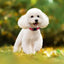 Reflective Dog Collar Adjustable Cat Collar Safety Nylon Pet Collar Durable Comfortable Reflective Pet Collar Pet Supplies