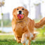Pet Sound Toys Dog Toy Ball Rubber Hollowed Star Shape Squeaky Balls for Dogs Portable Bite Resistant Training Playing Supplies