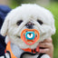 Pet Dog Silicone Pacifier Cat Dog Pacifier Chew Toy Cartoon Pet Puppy Molar Teeth Cleaning Cat Dog Chew Toy Food Grade Puppy