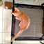 Elevated Bed For Dogs Folding Pet Camping Bed Cat Dog House Portable Removable Washable Cats Kennel Puppy Beds Dog Accessories