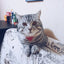 Small Dog Cat Bandana Collar Adjustable Puppy Dog Kitten Neckerchief PU Collar with Printed Triangular Scarf Pet Collar for Cat