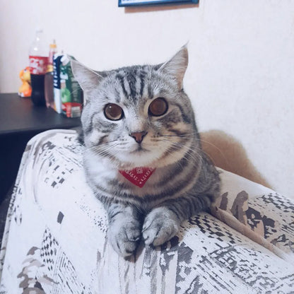 Small Dog Cat Bandana Collar Adjustable Puppy Dog Kitten Neckerchief PU Collar with Printed Triangular Scarf Pet Collar for Cat