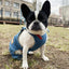 Dog Jeans Jumpsuit for Small Medium Large Dogs Adjustable Pet Denim Clothes Costumes Vintage Washed Dog Pants Overall for Dogs