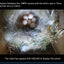 Green Wifi Bird Box Camera Audio 1920P 1080P IR CUT Night Vision RTSP FTP Mini IP IPC Pet Nest Bird Watching 2.8mm lens Camhi