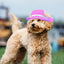 Breathable Dogs Sun Hats Round Brim Dog Visor Hat Outdoor Breathable Sun Protection With Ear Holes Mesh Sun With Adjustable Chin