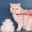 Cat Comb Stainless Steel Pet Hair Remover Wooden Handle Cat Hair Comb Pet Grooming Massage Dog Brush Cleaning Tool Pets Supplies
