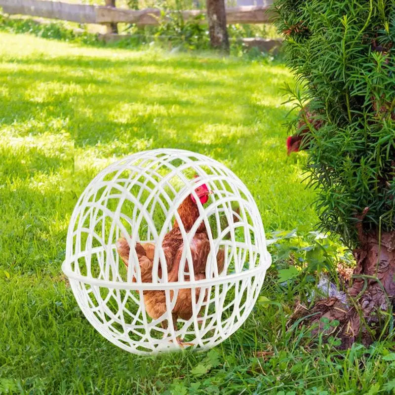 Chicken Safety Ball Cage Spherical 3 Pieces Chicken Cage Pet Safety Ca ...