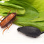 Realistic Vibration Moving Cockroach Toy, Electric Crawl Toy, Battery Powered Spider with Realistic Vibration Movement