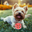 Pet Toys Colorful Kitten Toy Ball Plastic Hollow Bell Ball Interactive Ball Fun Training Chasing Cats And Dogs Pet Ball Pet Toy