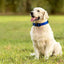 Basic Nylon Dog Collar with Quick Release Buckle Adjustable for Small Medium Large Dogs Bulldog Training Supplies Pet Accessorie