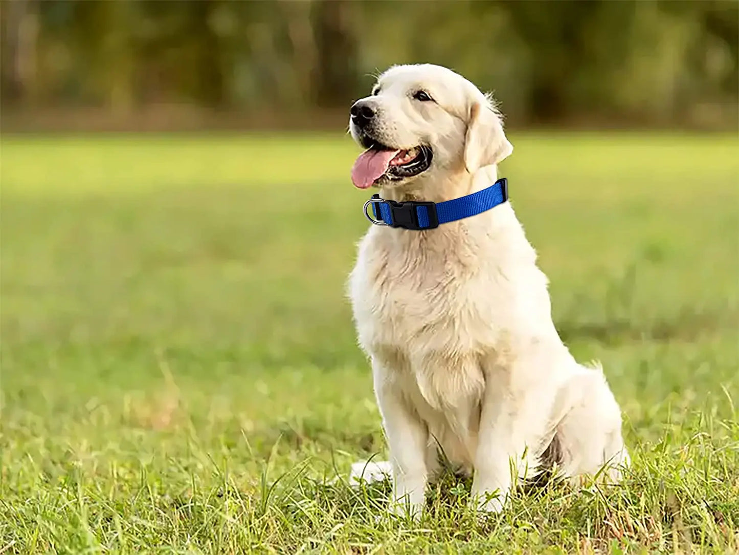 Basic Nylon Dog Collar with Quick Release Buckle Adjustable for Small Medium Large Dogs Bulldog Training Supplies Pet Accessorie