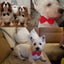 Pet Dog Cat Necklace Adjustable Strap for Cat Collar Dogs Accessories pet dog bow tie puppy bow ties dog Pet supplies