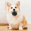 1PC Black Molars Bite Sound Toy Leaky Food Ball Dog Suitable for Large, Medium and Small Dogs Educational Toy Ball