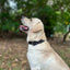 Martingale Heavy Duty Nylon Dog Collar for Small, Medium, Large Breeds Adjustable Safety Training Collar