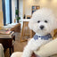 Dog Cooling Vest Dog Suspenders Summer Dog Clothes Solid Pet T-Shirt Chihuahua Bichon Clothing Kitten Puppy Cotton Dog Apparels