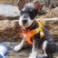 No Pull Summer Pet Harness Vest for Small Medium Dogs Waterproof Puppy Dog Harnesses French Bulldog Poodle mascotas Accessories