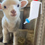 Baby Goat Bottle Lamb Bottle Animal feeding supplies Hangable Milk Feeder Veterinary hanging milk bottle with Clear Scale