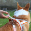 Saddle Style Corgi Puppy Dog Harness and Leash Set Portable Pet Harnesses for Small Medium Dogs mascotas Accessories Supplies