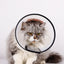 A Pet Dog And Cat Collar Large Dog Medium Dog Small Dog Bite Ring Anti-scratching Collar Recovery Collar