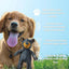 Dog vocal interactive plush toy Plush Squeaky Teething Toy Interactive Dog Toy Cleaning Teeth Anti Bite Abreact Plaything Bear