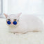 Anti-slip Cat Sunglasses Pet Accessories Small Dog Sun Glasses Classic Retro Circular Glasses for Kitten Photos Props Cosplay