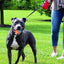 Dogs Interactive Toys Interactive Dog Ball Squeaky Balls Toys Pet Grinding Teeth Toy for Dog Pet Teeth Cleaning Pet Supplies