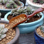 1Pc Multifunctional Aquarium Feeding Spoon Supplies Fish Feed spoon Tea spoon soil shovel moss micro landscape gardening tools