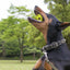Dogs Bouncing Ball Toys Pet Interactive Cat Ball Toy Dog Chew Toys For Indoor And Outdoor Dogs Puppy Training