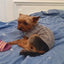 Knitted Clothes For Dogs Chihuahua Sweater For Small Dogs Winter Clothes For Sphinx Cat Dog Sweater For York Warm Dog Clothes